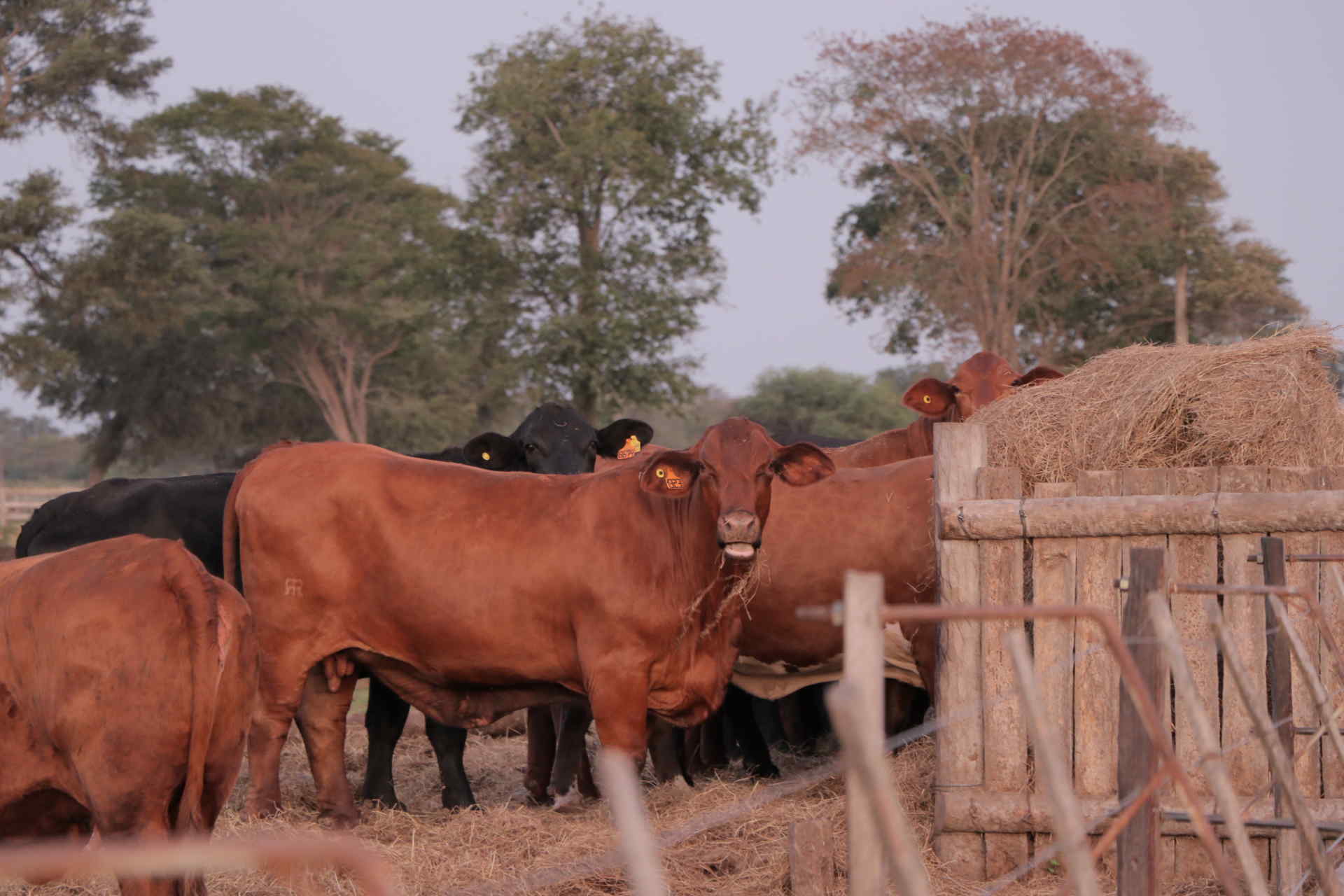Ganadera Alborada S.A.