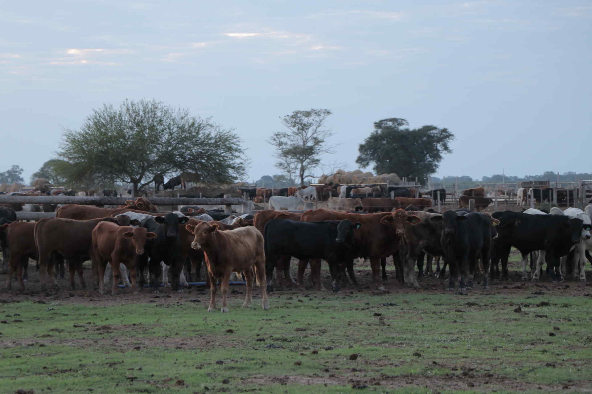 Ganadera Alborada S.A.