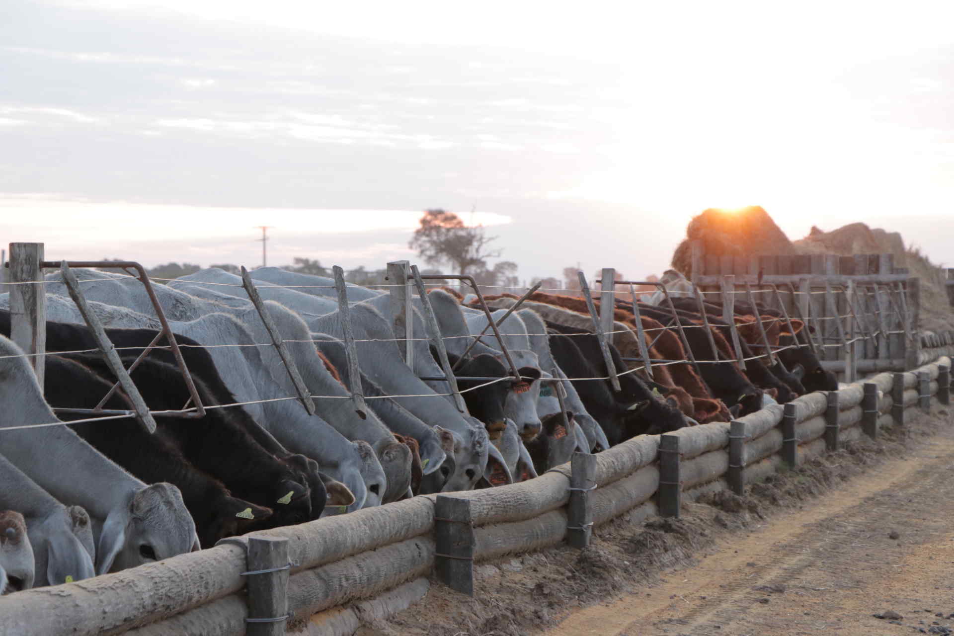 Ganadera Alborada S.A.